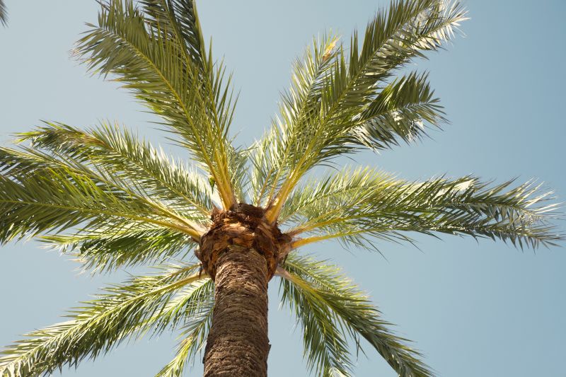 Increase Your Palm Tree Pruning Business with an AI Driven, Targeted Website