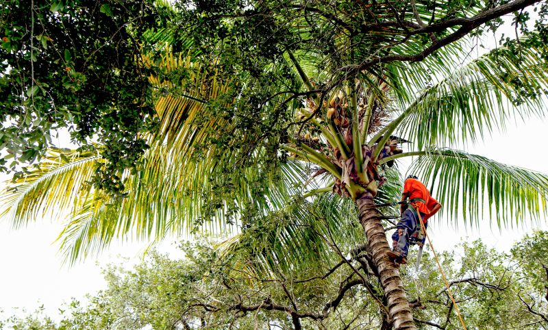 Tree Trimming
