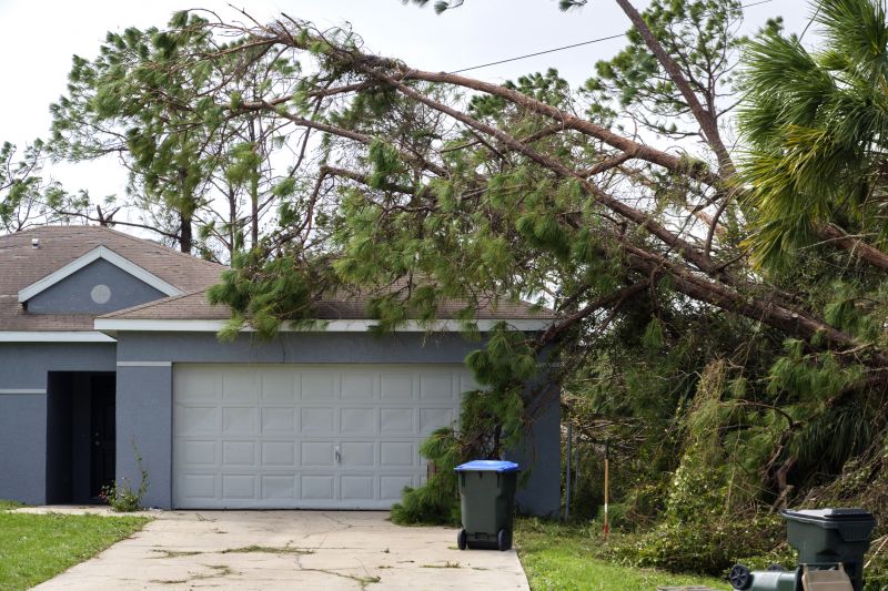 Large Tree on Driveway