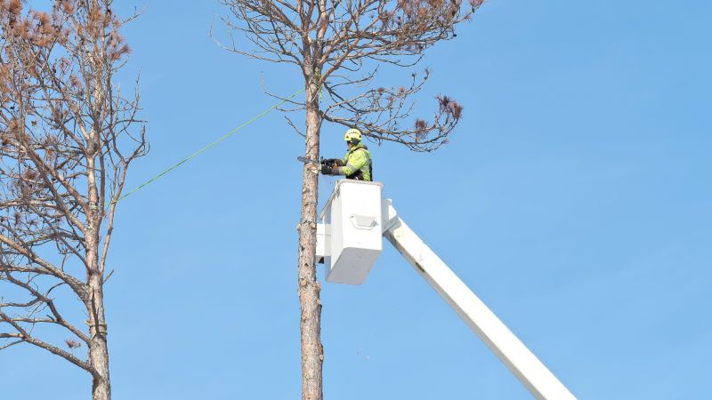 Tree Section Being Lifted