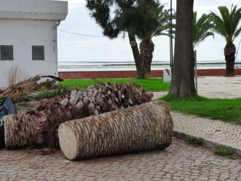 Products For Palm Tree Prunings in use
