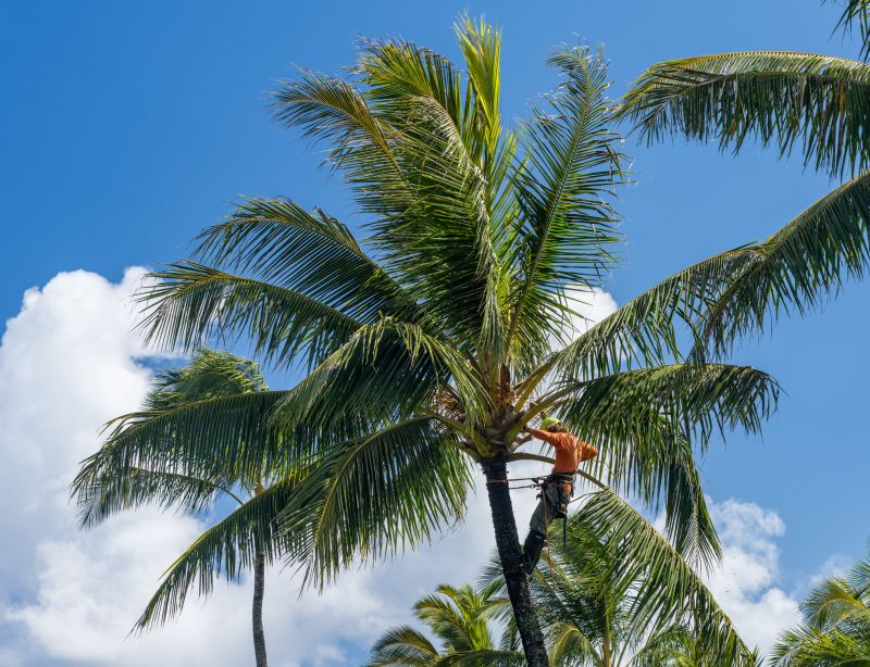 Improve Tree Health